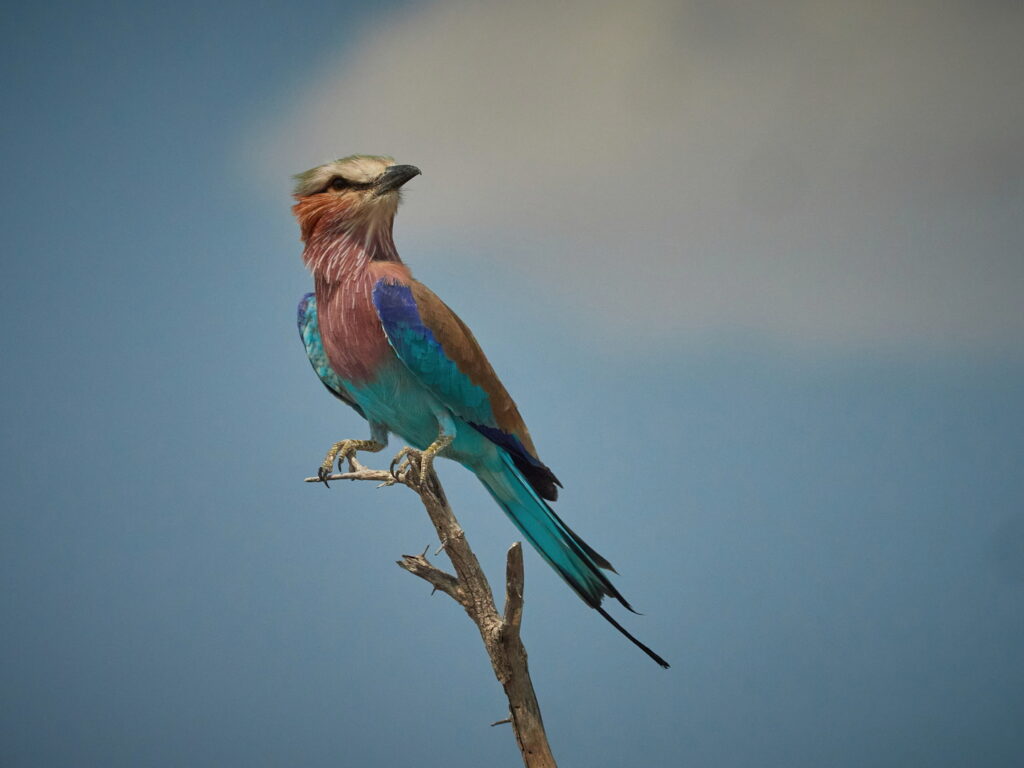 Etosha Gallery